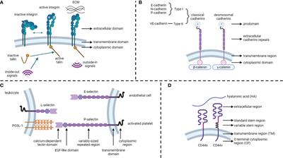 Mechanisms of Cell Adhesion Molecules in Endocrine-Related Cancers: A Concise Outlook